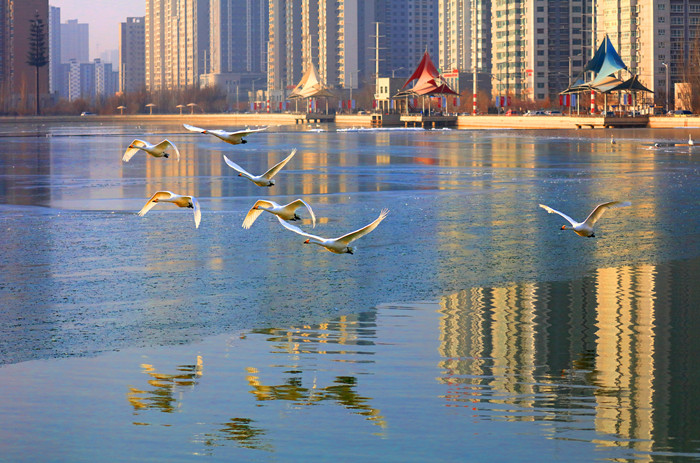 1502185895122088350.jpg 天鹅归来_副本.jpg