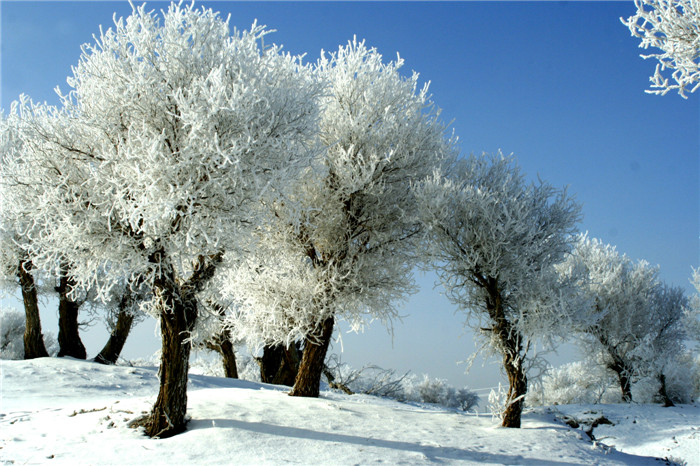 1513685373293081147.jpg 图八:都说轮台胡杨甲天下,其实雪后胡杨更漂亮.jpg