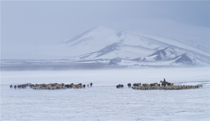 1513685217790079659.jpg 图二:风雪牧归 .jpg