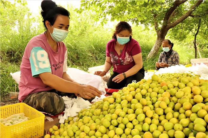 6.立夏已至，日头见长，轮台小白杏迎来了集中采摘时节。农民现场采摘、包装小白杏，让“杏”福直达心底。(轮台县纪委监委  胥会龙 摄）.jpg