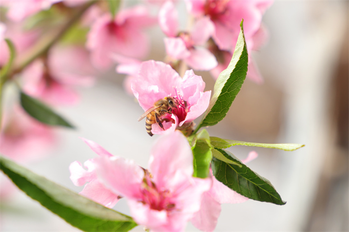 3.一树桃花醉春光,清风袭来,花香弥漫,唤醒了这人间最美的季节。(和硕县纪委监委 李鹏 摄).jpg
