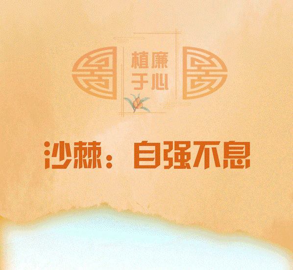植廉于心丨沙棘：自强不息